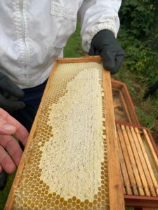 Beehives at Mercure Sheffield Parkway Hotel